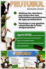 protobol